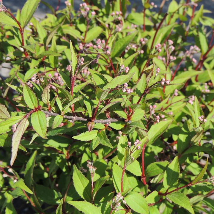Produktbild Zulauf Deutzie / Deutzia 'Yuki Cherry Blossom'® (30 cm)