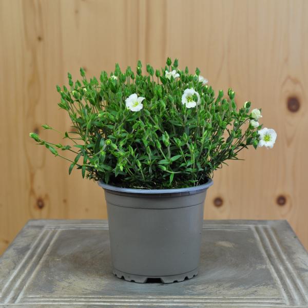 Produktbild Säntispracht 6 er Set, Berg-Sandkraut (5 cm)