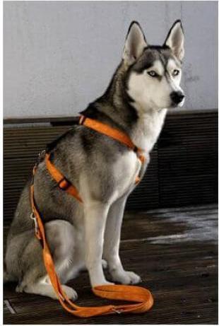 Produktbild Rogz Alpinist Hundegeschirr Everest D XL 60-100cm (XL, Hund)