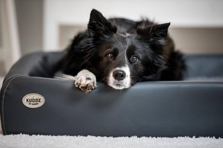 Produktbild Sabro Kudde (Hund)
