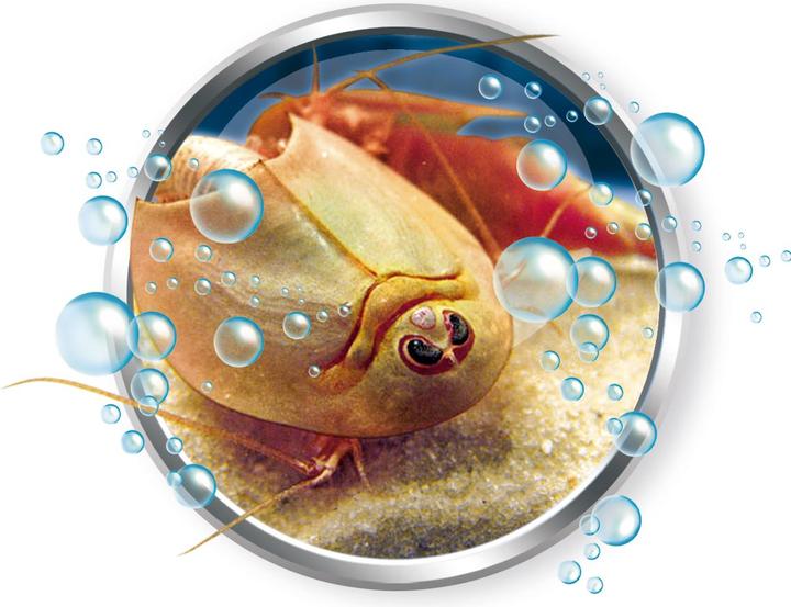 Produktbild Clementoni Éléve tes Triops