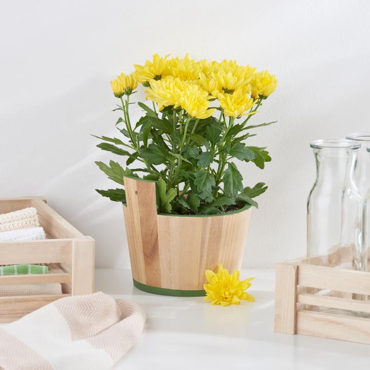 Produktbild VBS Holz-Bottich