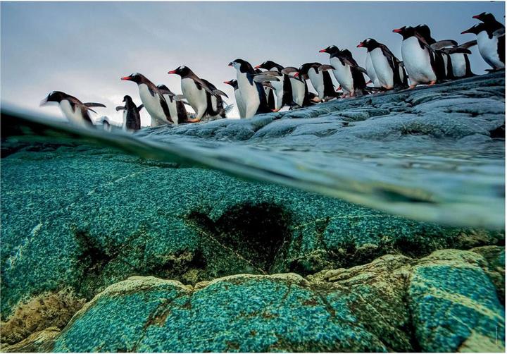 Actual product image Clementoni Puzzle National Geographics - Penguin, 1000 pieces. (1000 pieces)