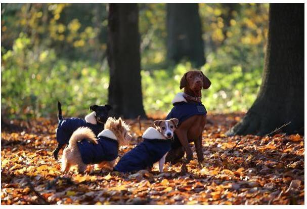Produktbild Kentucky Dogwear Hundemantel 160g (S, Hundemantel)