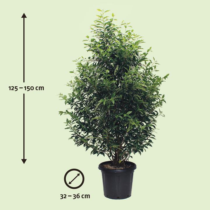 Produktbild Zulauf Portugiesische Lorbeerkirsche / Prunus lusitanica 'Angustifolia' (150 cm)
