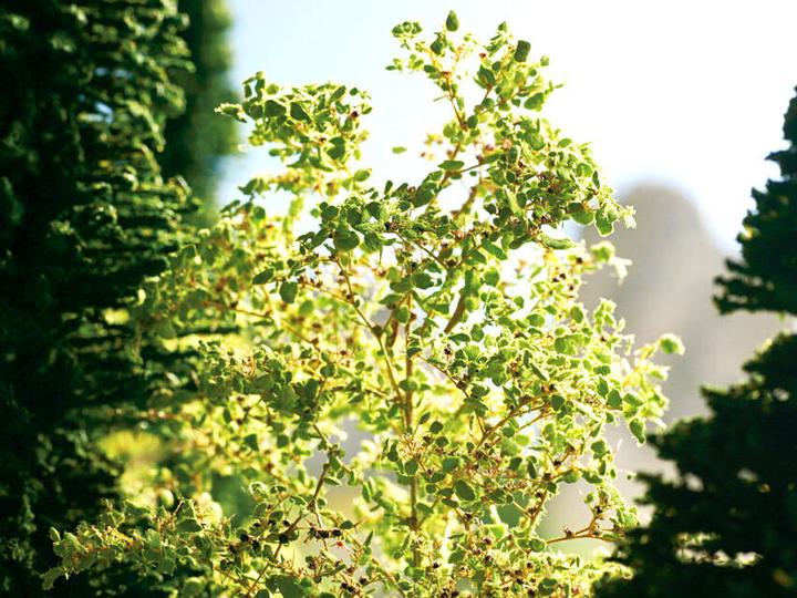 Actual product image Noch Tree blanks