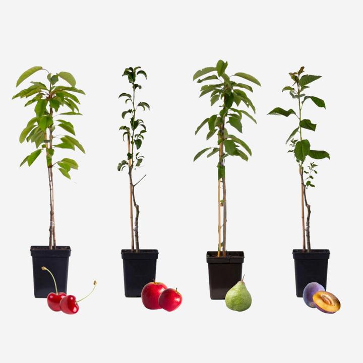 Produktbild Plant in a Box Malus 'Braeburn', Prunus avium, Pyrus 'Doyenne du Comice', Prunus domestica - 4er Mischung Obstbäum (70 cm)