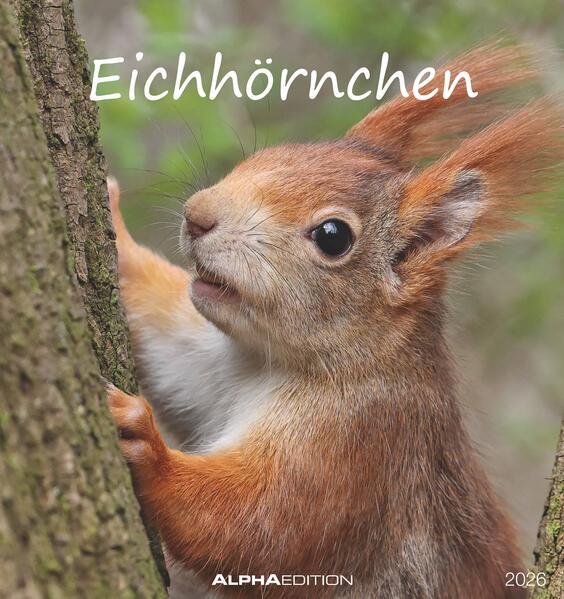 Produktbild Alpha Edition Eichhörnchen 2026 - Postkartenkalender im Format 16 x 17 (16 x 17 cm, Deutsch)
