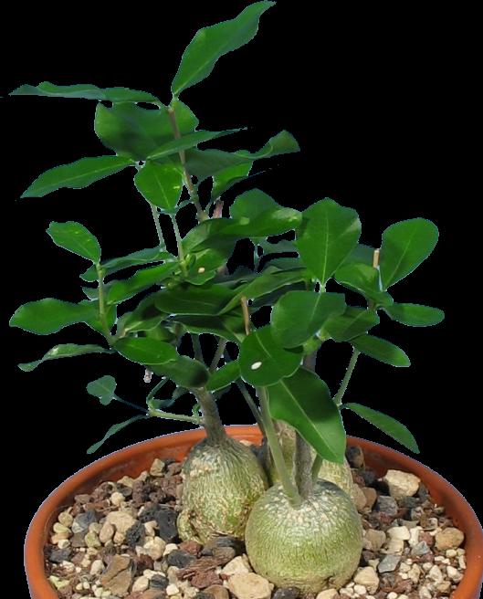 Immagine prodotto Kakteen Gautschi Gruppo Fockea edulis (30 cm)
