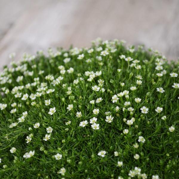 Produktbild Säntispracht 3 er Set, Sternmoos, der grüner Teppich -Sagina subulata Irish Moos dunkel Grün (10 cm)