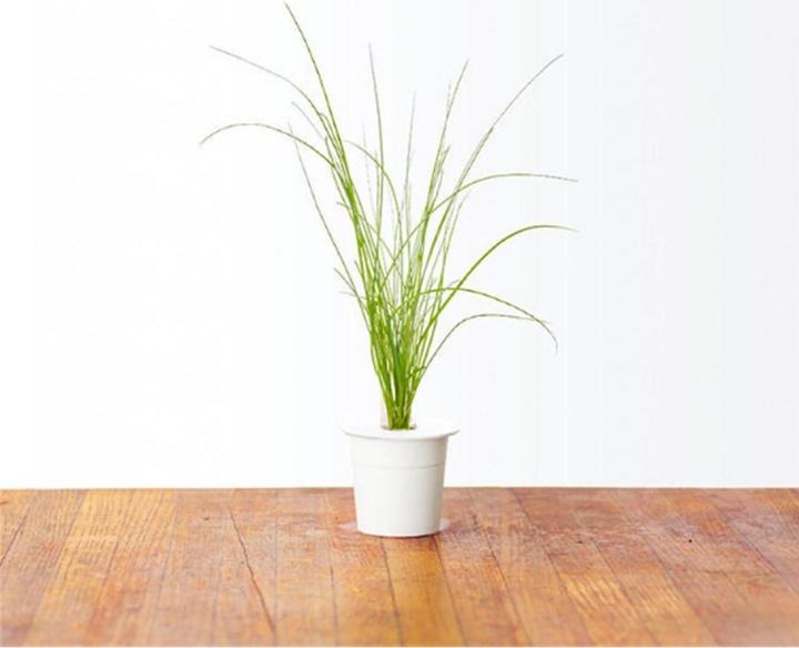 Produktbild Click and Grow Chives (Kräutersamen)