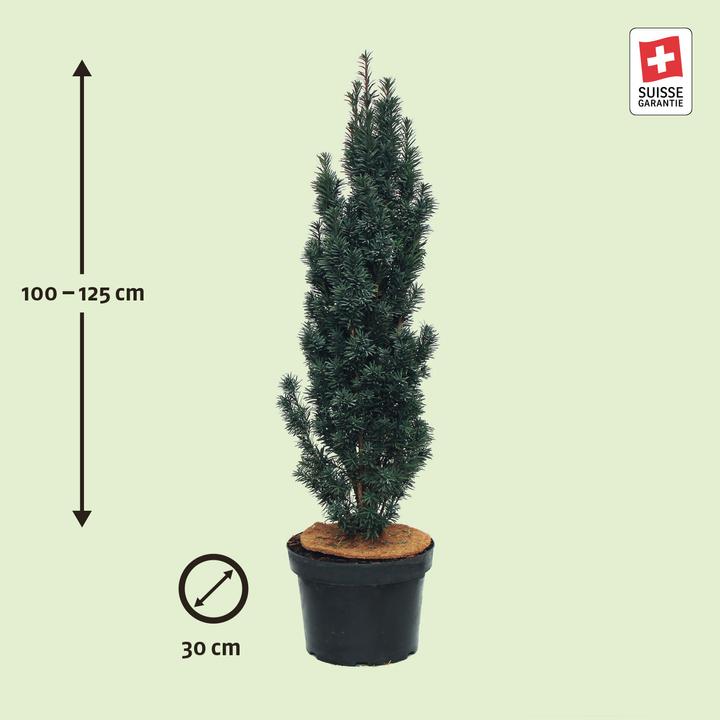 Produktbild Zulauf Säulen-Eibe / Taxus bac. 'Fastigiata Robusta' (125 cm)