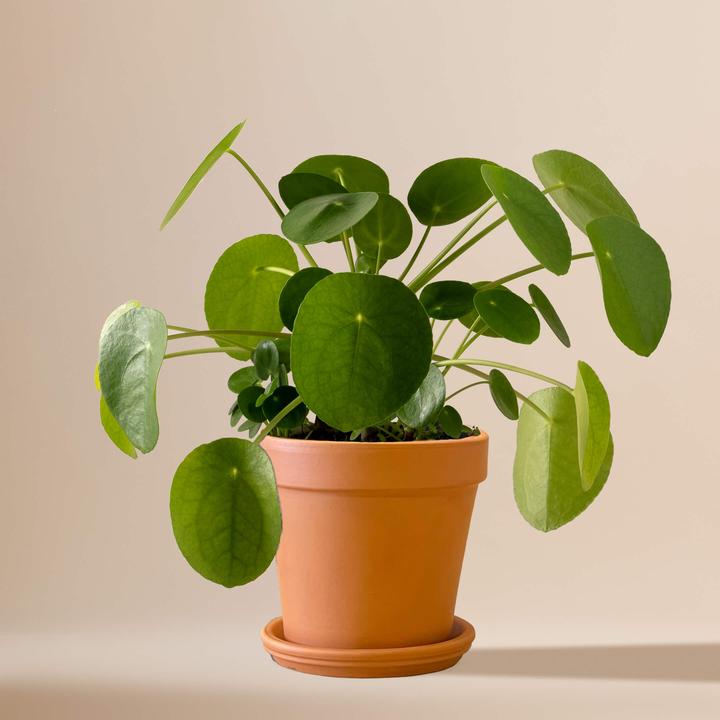 Actual product image Mary and Plants Ufo Plant (30 cm)