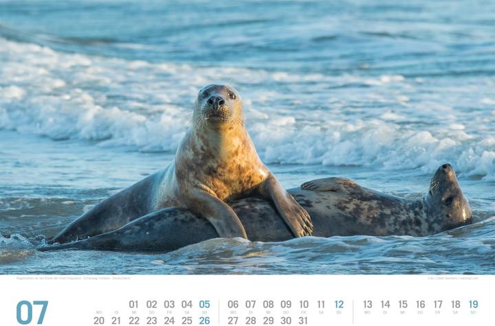 Image du produit Nordsee - von Ostfriesland bis nach Sylt - ReiseLust Kalender 2026 (45 x 33 cm, Couverture rigide, Allemand)