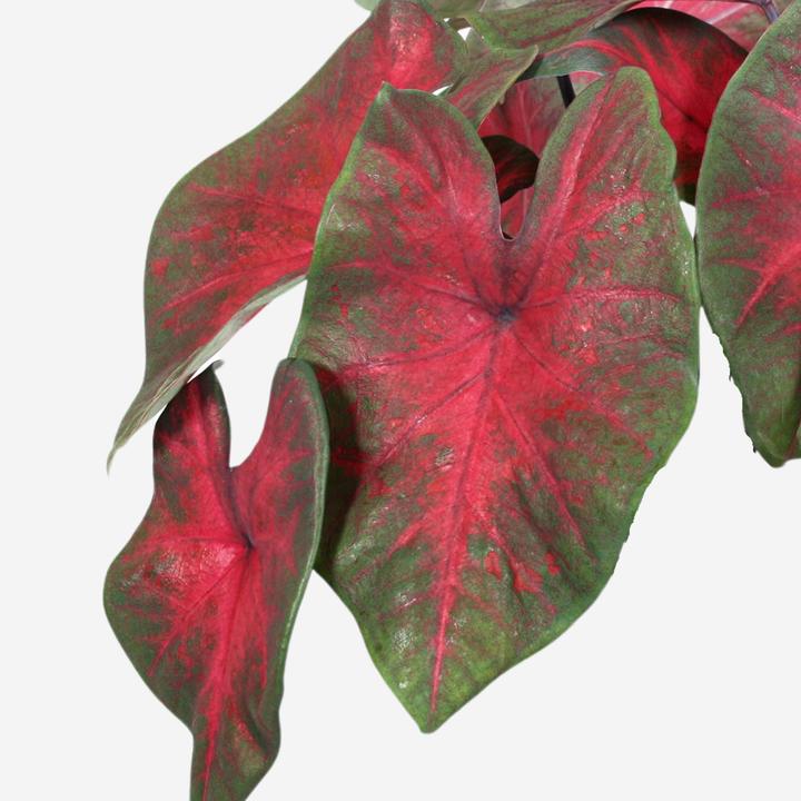 Actual product image Plant in a Box Caladium Postman Joyner - Set of 2 Arum (25 cm)