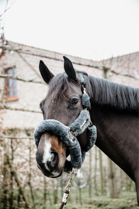 Produktbild Kentucky Horsewear tragehalfter schaf