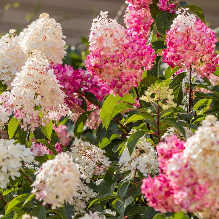 Actual product image Plant in a Box Hortensia Paniculata 'Pink Lady', 'Phantom', 'Silver Dollar' - Set of 6 hydrangeas (25 cm)