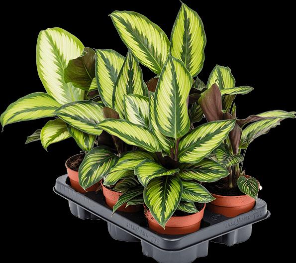 Produktbild Mahaloplants Calathea Beauty Star (35 cm, Tierfreundlich)