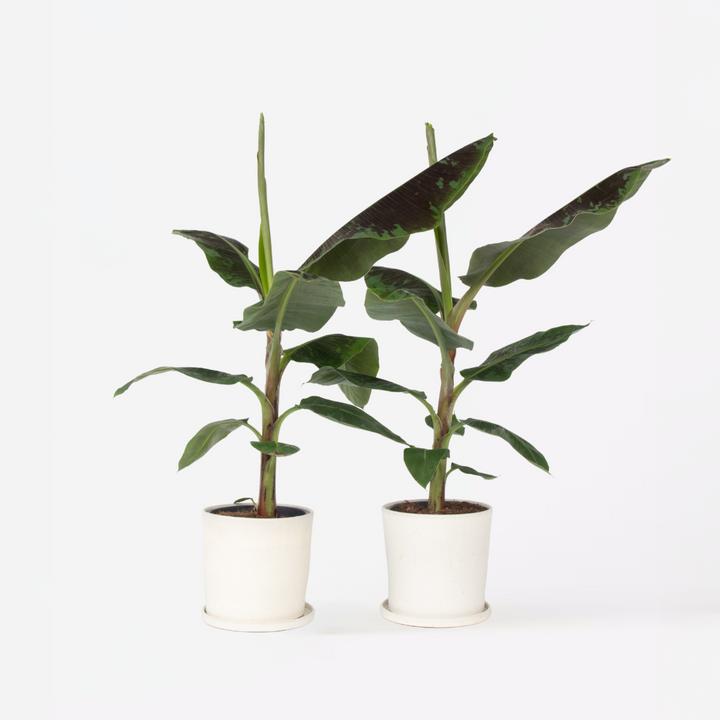 Immagine prodotto Plant in a Box Musa Dwarf Cavendish - Set di 2 piante di banane (90 cm)