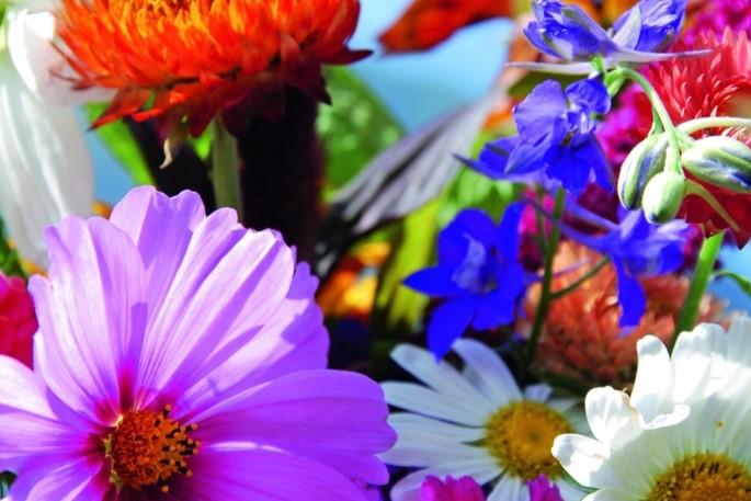Produktbild Zollinger Bio Blumenmischung, Gartentraum (einjährig) (Blumensamen)