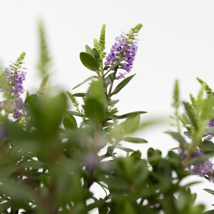 Produktbild Plant in a Box Hebe All Blooms 'Siara' - (30 cm)
