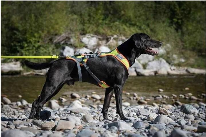 Produktbild Beat Grossenbacher V-Mantrailinggeschirr mit Reflektor (XL, Hund, Hundesport)