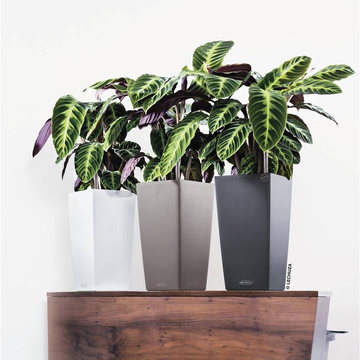 Actual product image Lechuza Cubico Color (29.50 cm)