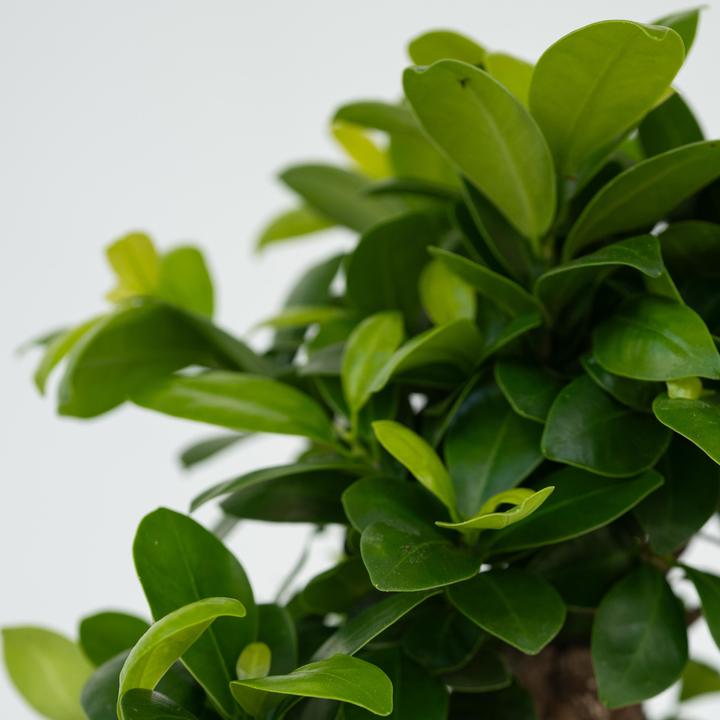 Produktbild Plant in a Box Ficus microcarpa Ginseng - Bonsai (40 cm)