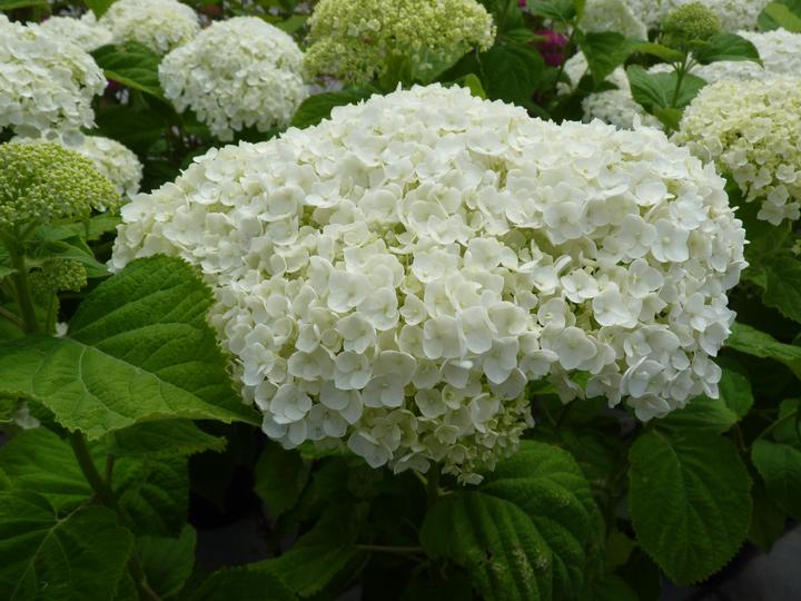 Produktbild Plant in a Box Hydrangea arborescens 'Annabelle' - 4er Set Hortensien