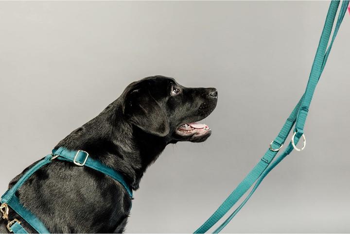 Produktbild Kentucky Dogwear Hundeleine Velvet (L, Hund, Allgemein)