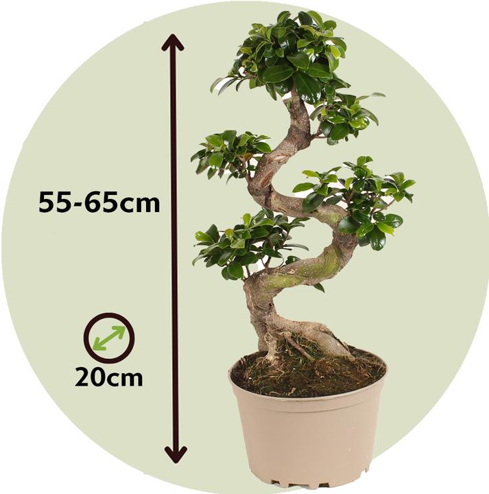 Immagine prodotto Plant in a Box Ficus microcarpa Ginseng - Bonsai a forma di S (65 cm)