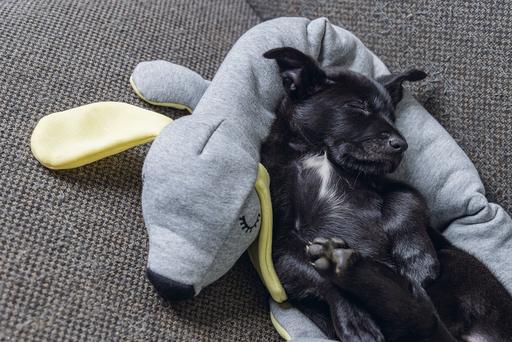 Image du produit Beeztees Chien (Jouet pour chiot)
