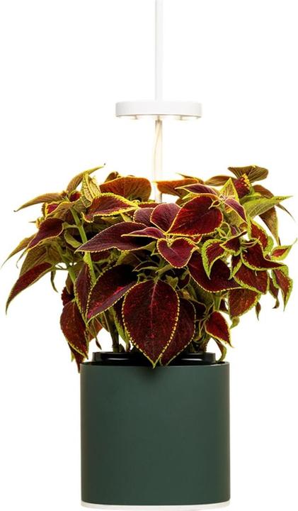 Herb Pot Nano, verde foresta (13.50 cm)