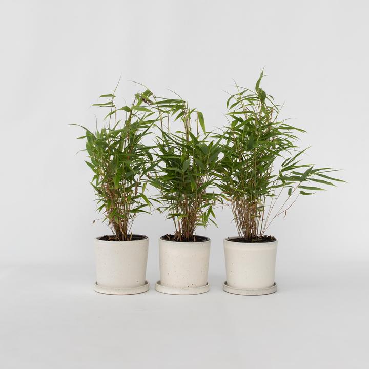 Produktbild Plant in a Box Fargesia rufa - 3er Set Schirmbambus (40 cm)