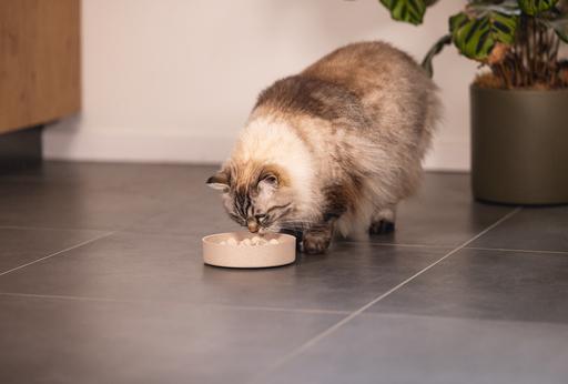 Productafbeelding Designed by Lotte Anti-knaagkom kat Pom (0.41 l)