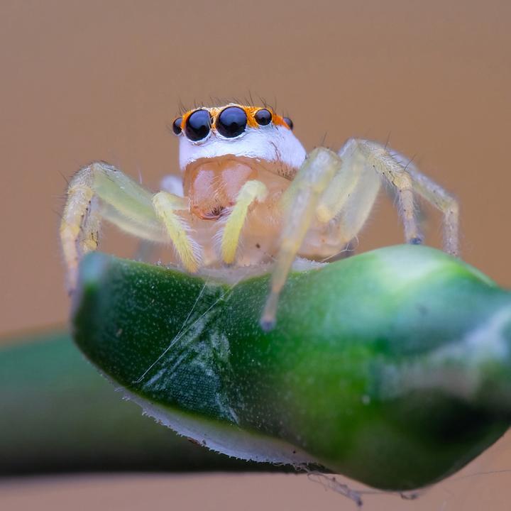 Actual product image Laowa 100mm 1:2.8 2X Ultra Macro Apo L-Mount (Manual Focus) (L-Mount, full size)
