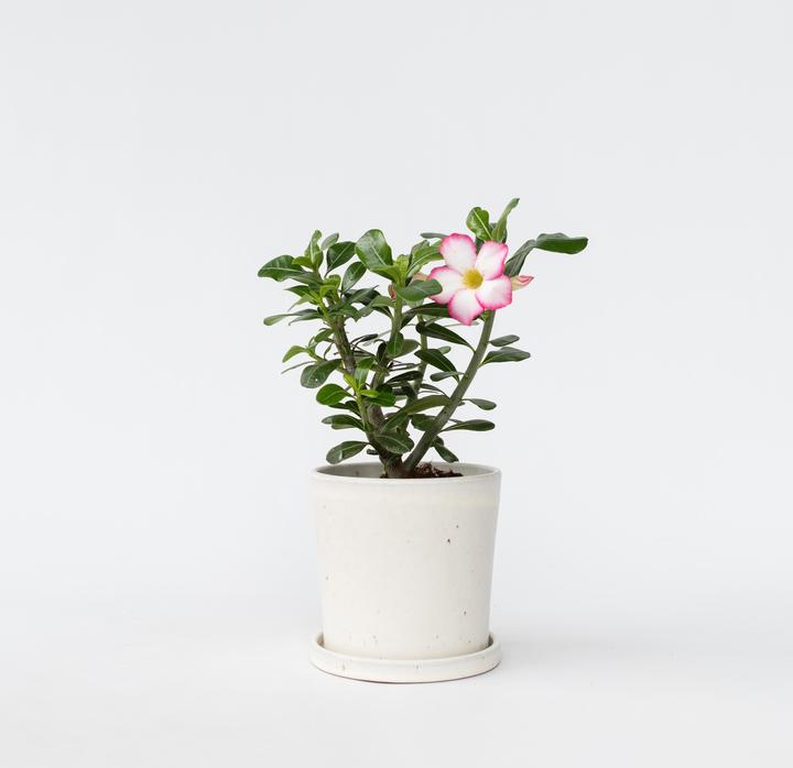 Actual product image Plant in a Box Adenium Obesum 'Pink Star' - Wüstenrose (30 cm)
