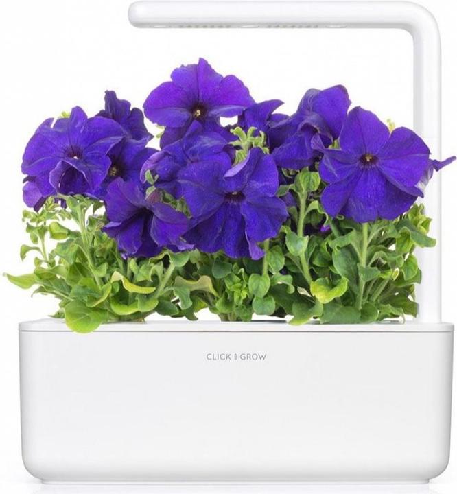 Produktbild Click and Grow Saatgut Blaue Petunie 3er-Pack (Pflanzensamen)