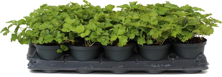 Produktbild Zulauf Waldsteinia ternata / Teppich-Golderdbeere (10 cm)