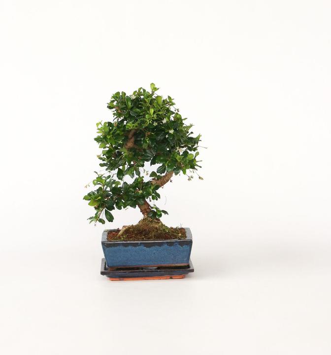 Image du produit Plant in a Box Carmona microphylla - Bonsaïs (20 cm)