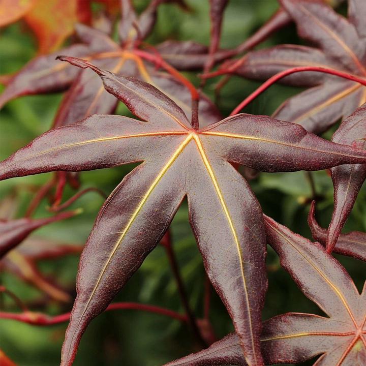 Actual product image Plant in a Box Acer palmatum 'Starfish' - Maple tree (60 cm)