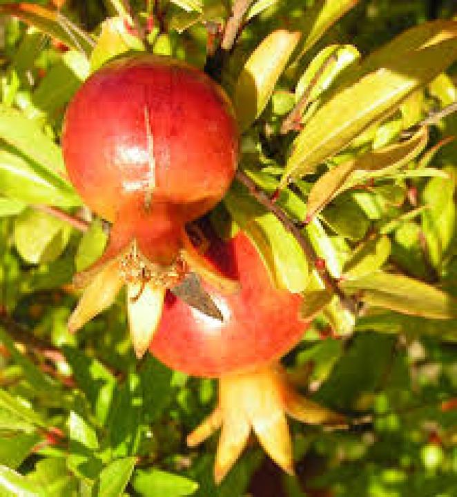 Produktbild Tropica Zwerg Granatapfel (Samenbomben)