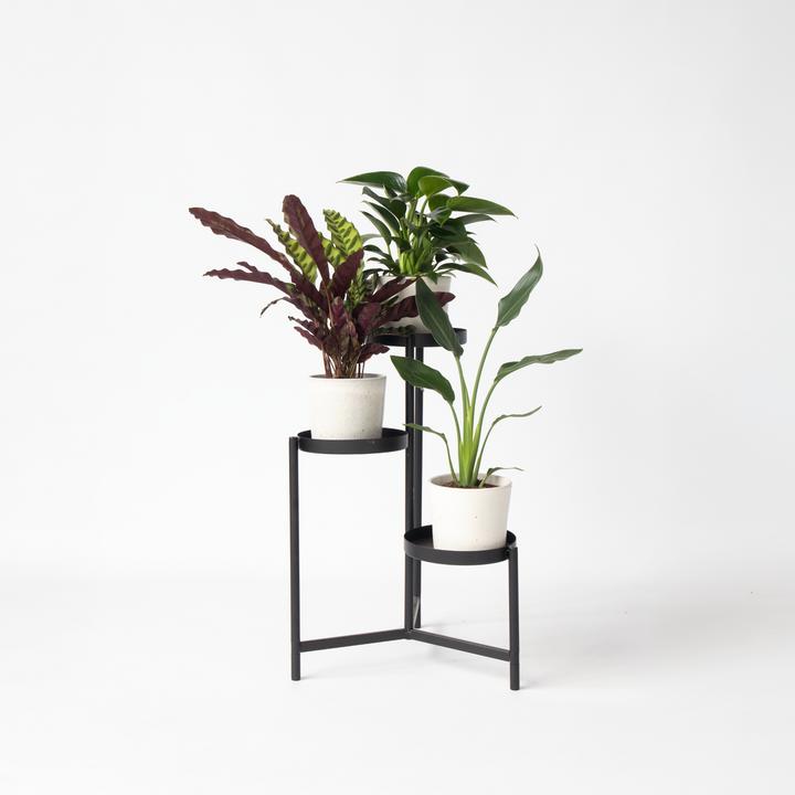 Actual product image Plant in a Box Calathea, Philodendron, Strelitzia - 3 mix Green indoor plants (25 cm)