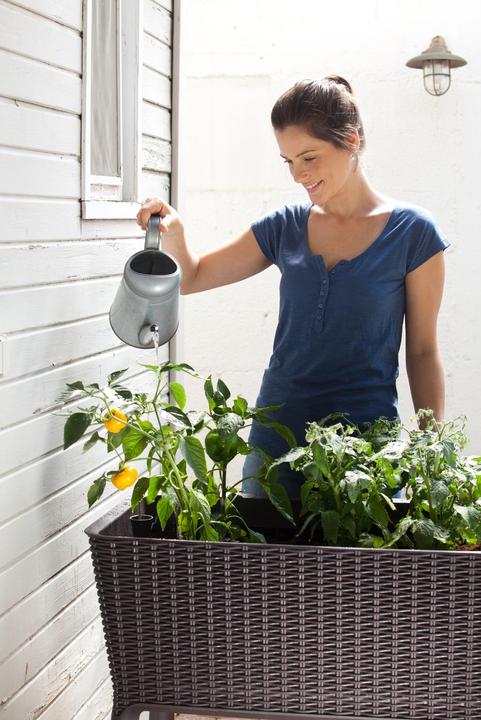 Actual product image Keter Easy Growing