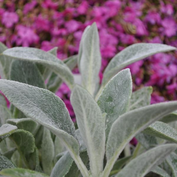 Produktbild Säntispracht Der silbrige Wollziest im Übertopf - Stachys byzantina Sheila McQueen (60 cm)