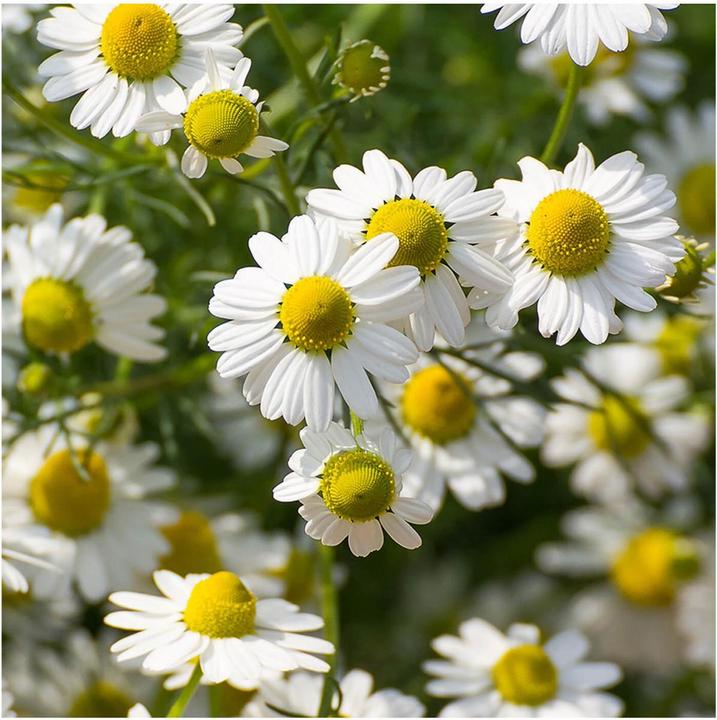 Actual product image Rausch Sensitive Body Lotion with Camomile (Body cream, 200 ml)