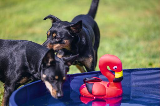 Immagine prodotto Beeztees Piscina per cani (Piscina per cani)