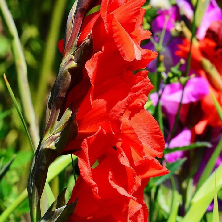 Image du produit Plant in a Box Gladiolus grootbloem Rood (Traderhorn) Appel de gladiolus. Acidantera Triteleia Corrina Dahlia (10 cm)