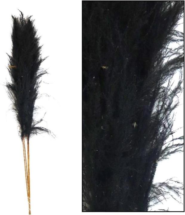 Dijk Herbe de la pampa - Cortaderia (Herbe de la pampa)