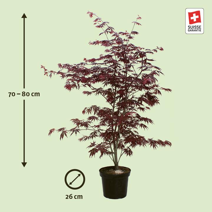 Produktbild Zulauf Japanischer Fächer-Ahorn / Acer palmatum 'Trompenburg' (80 cm)